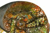 Spectacular Ammonite (Ammolite) With Mosasaur Bite Marks! #181081-4